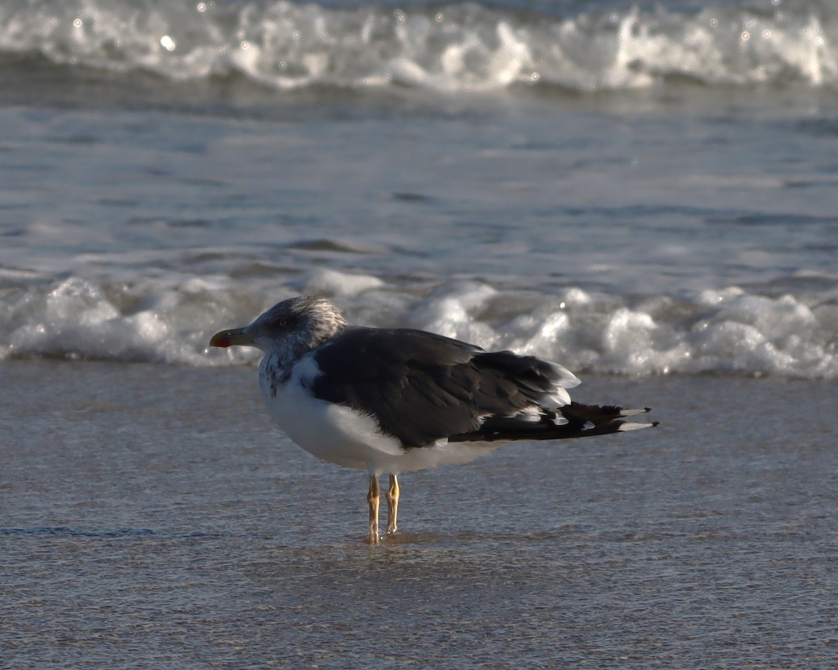 Kara Sırtlı Martı - ML644759068