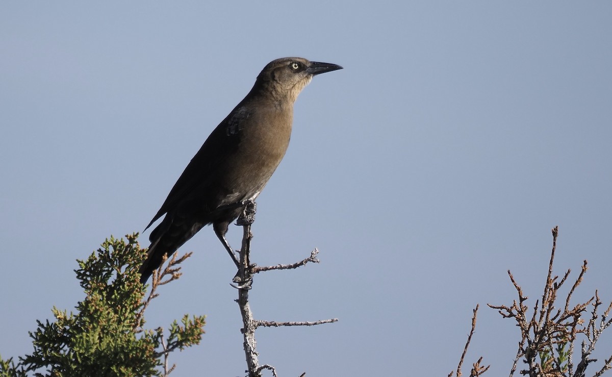 Great-tailed Grackle - ML644759079