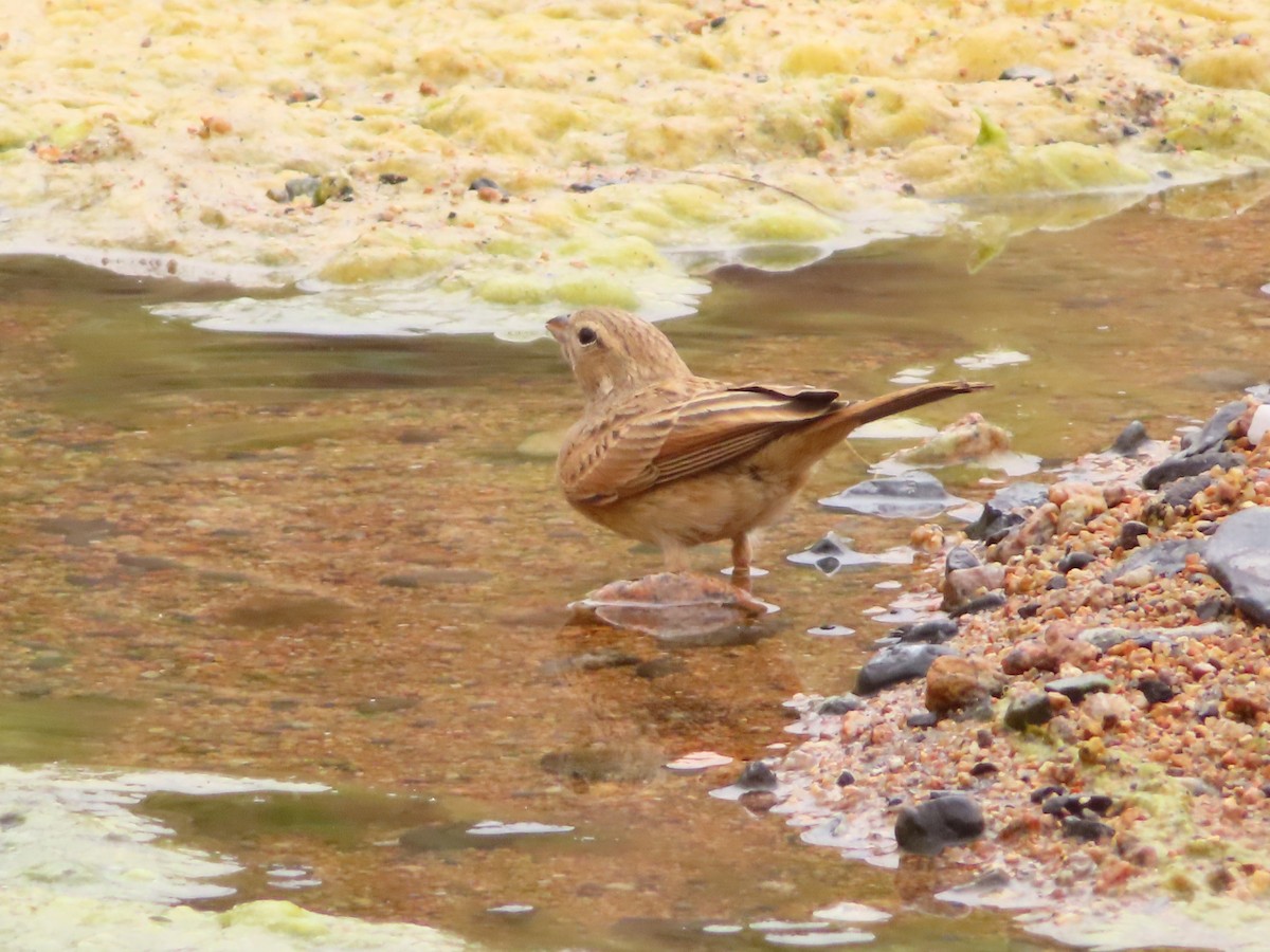 Бледная овсянка - ML644759083