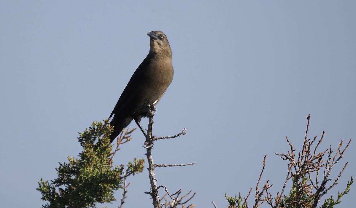 Great-tailed Grackle - ML644759084