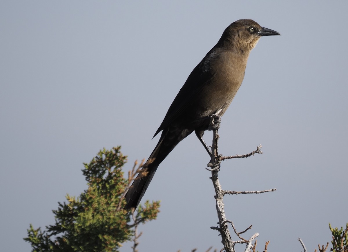 Great-tailed Grackle - ML644759086