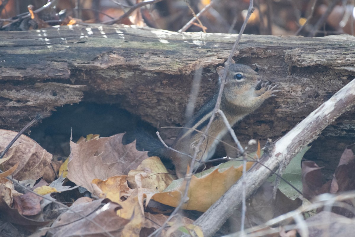 Eastern Chipmunk - ML644759093
