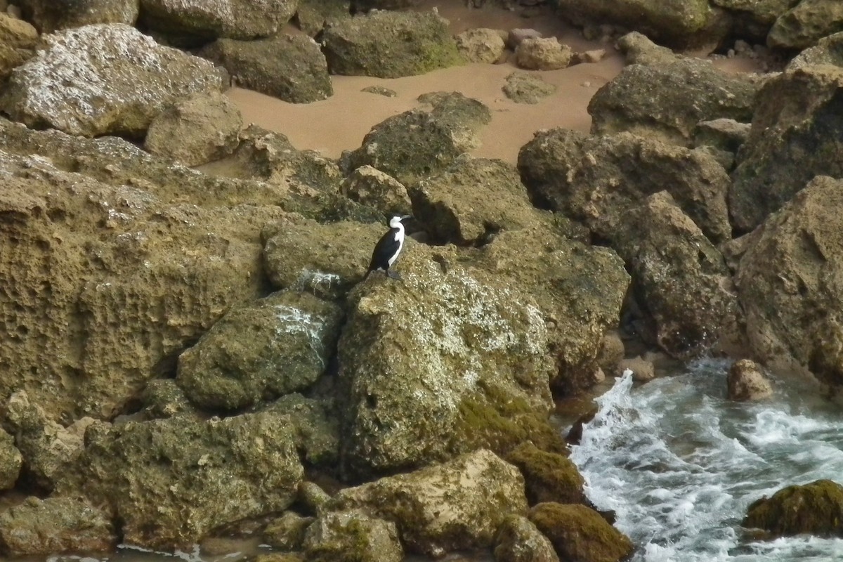 Cormoran de Tasmanie - ML644759108