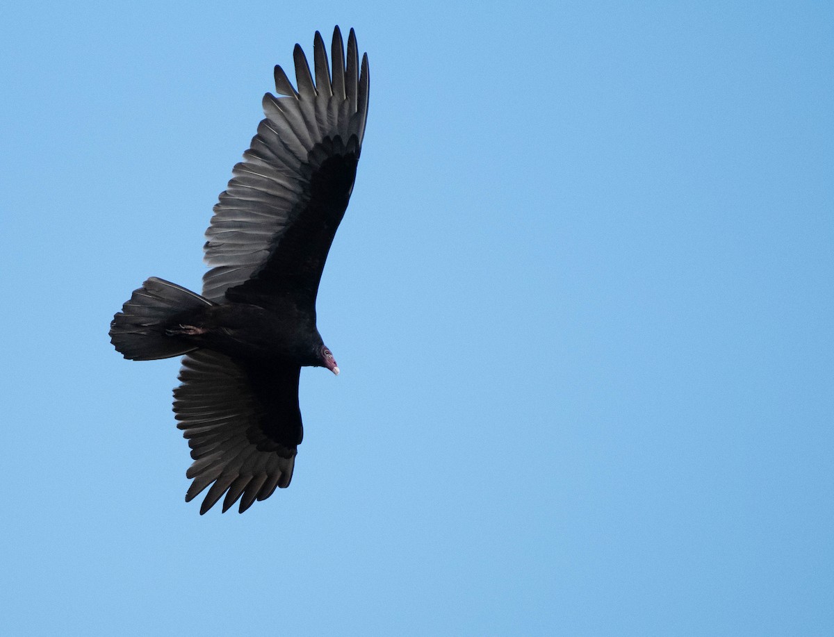 Turkey Vulture - ML644759110