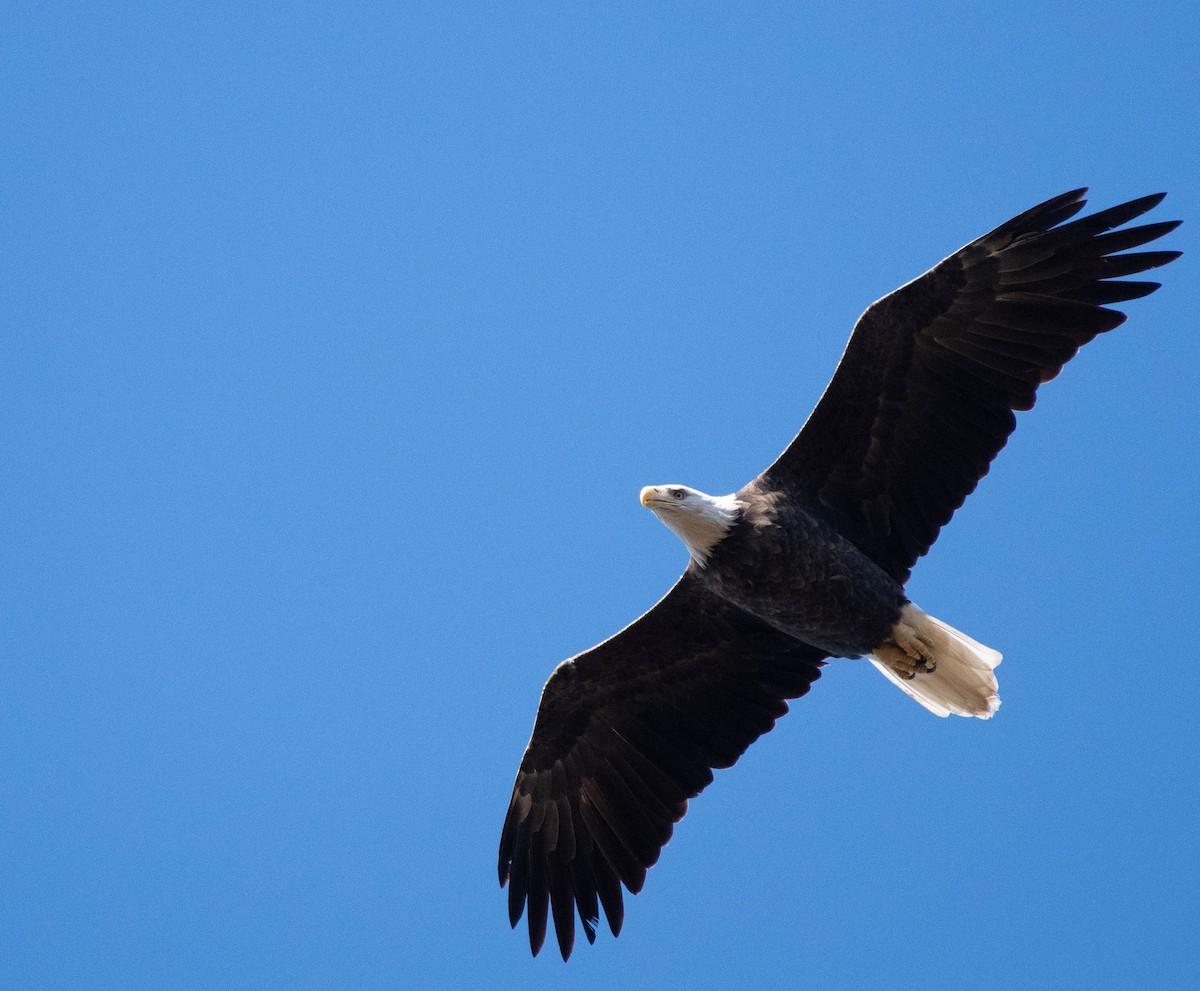 Bald Eagle - ML644759115