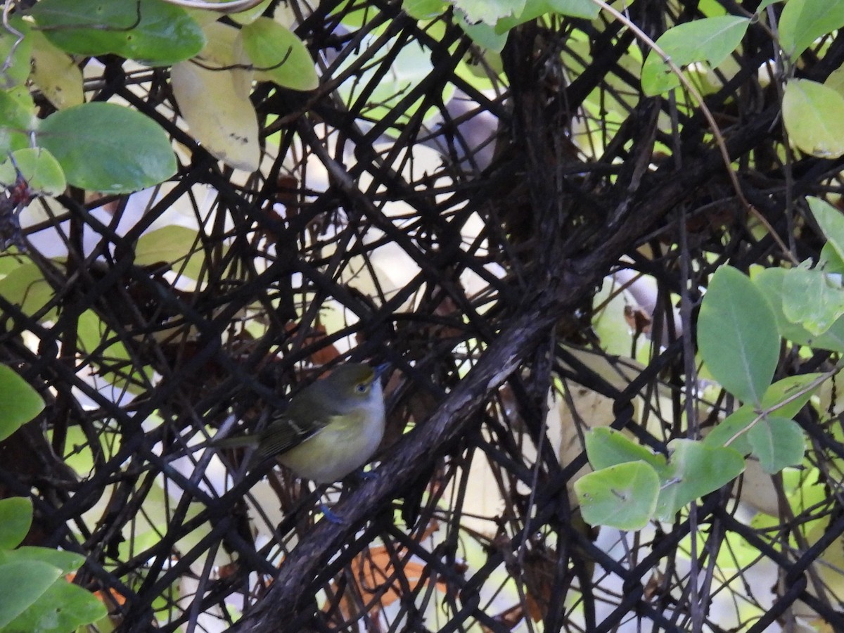 Weißaugenvireo - ML644759121