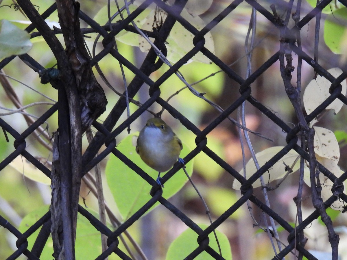 Weißaugenvireo - ML644759122