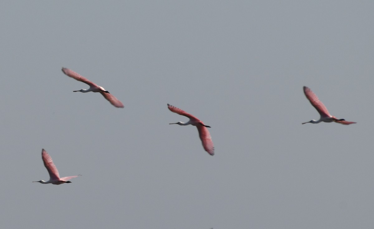 Espátula Rosada - ML644759123