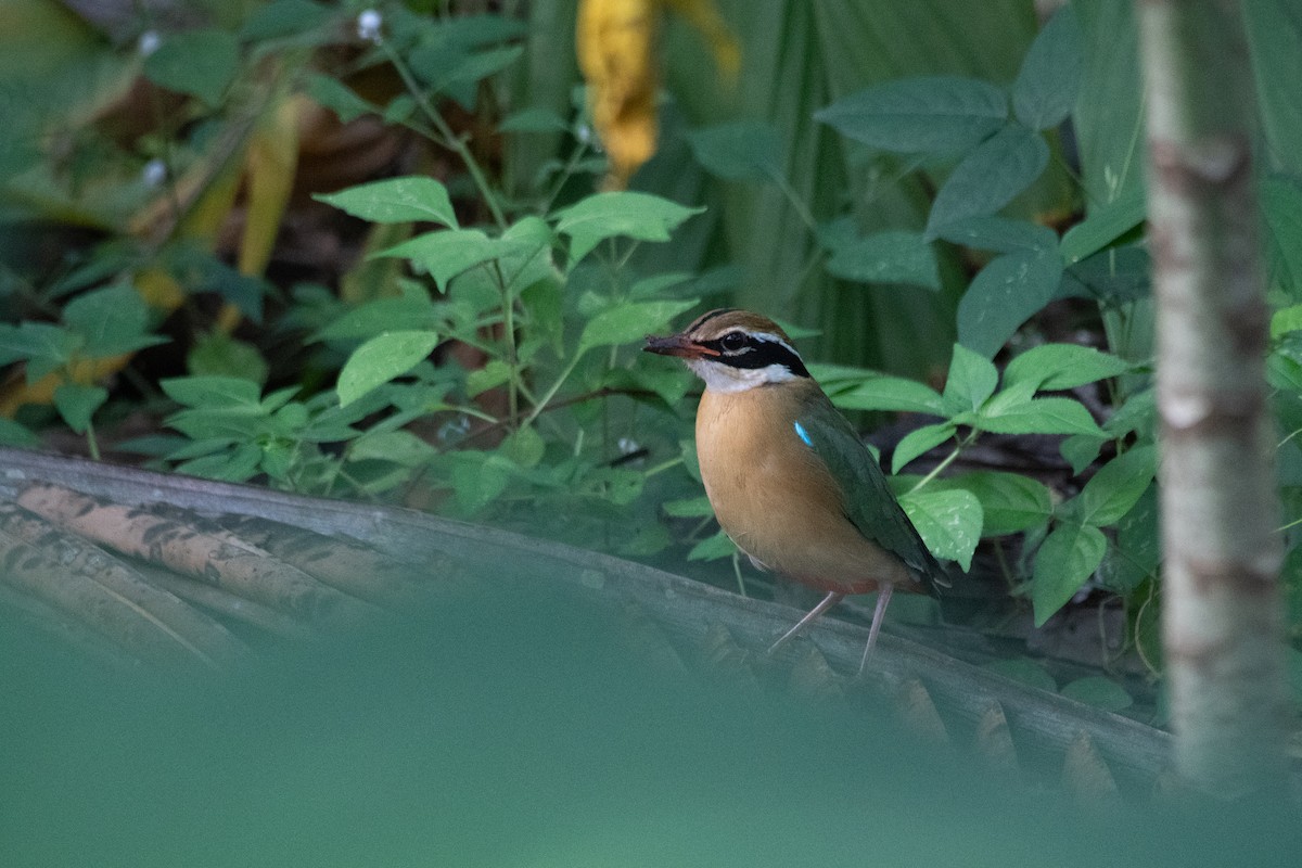 Indian Pitta - ML644759127