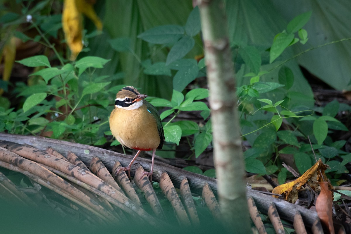 Indian Pitta - ML644759129