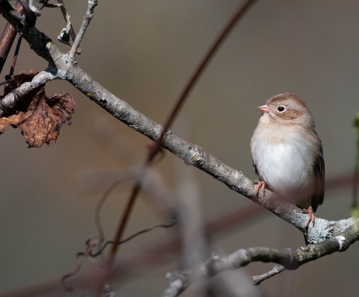Field Sparrow - ML644759131
