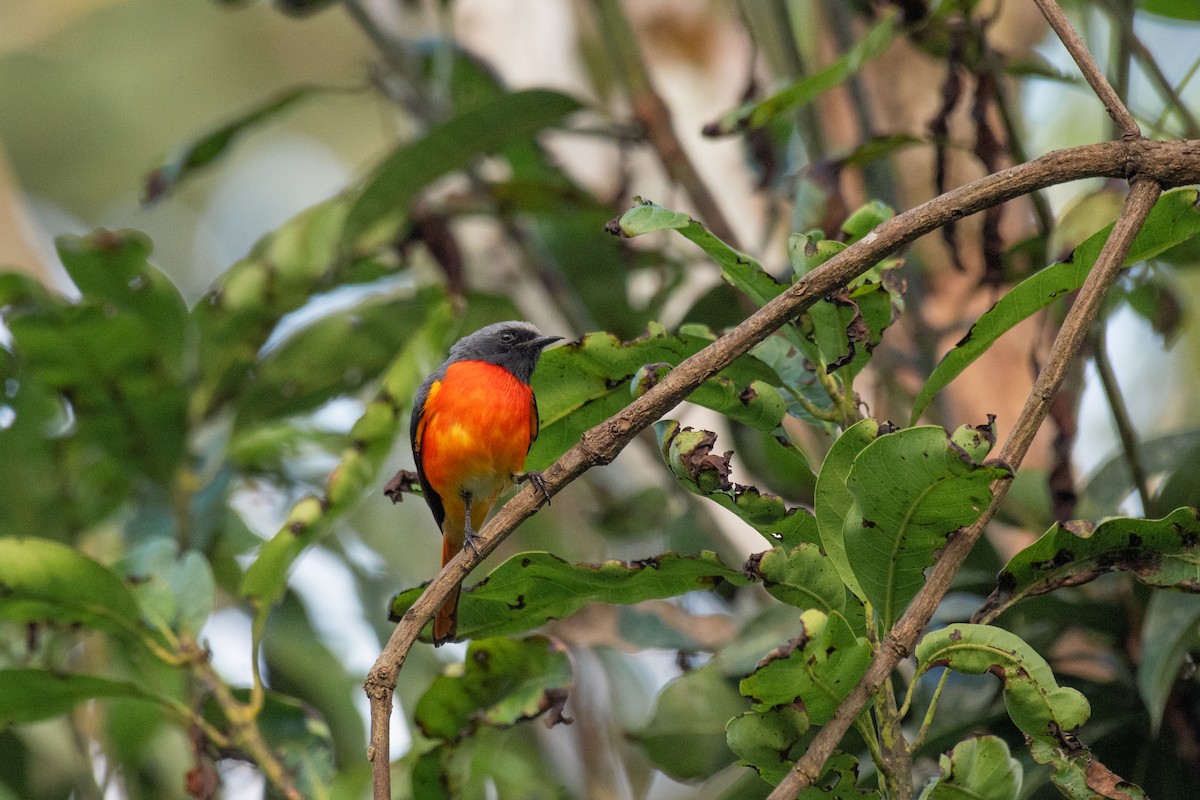 Small Minivet - ML644759146
