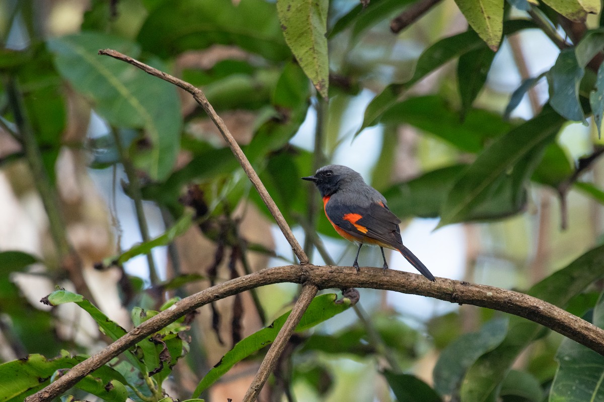 Small Minivet - ML644759147