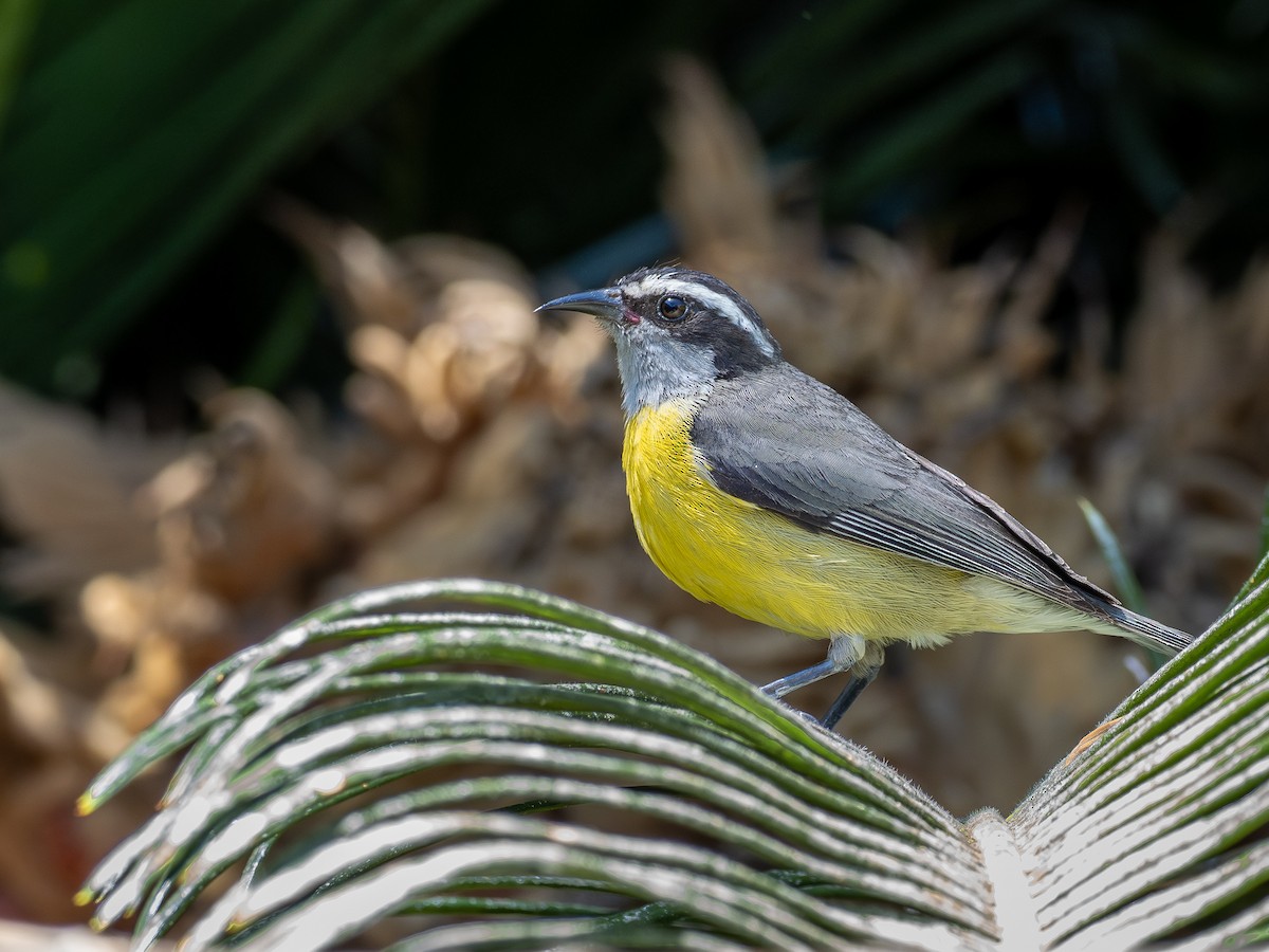 Bananaquit - ML644759149