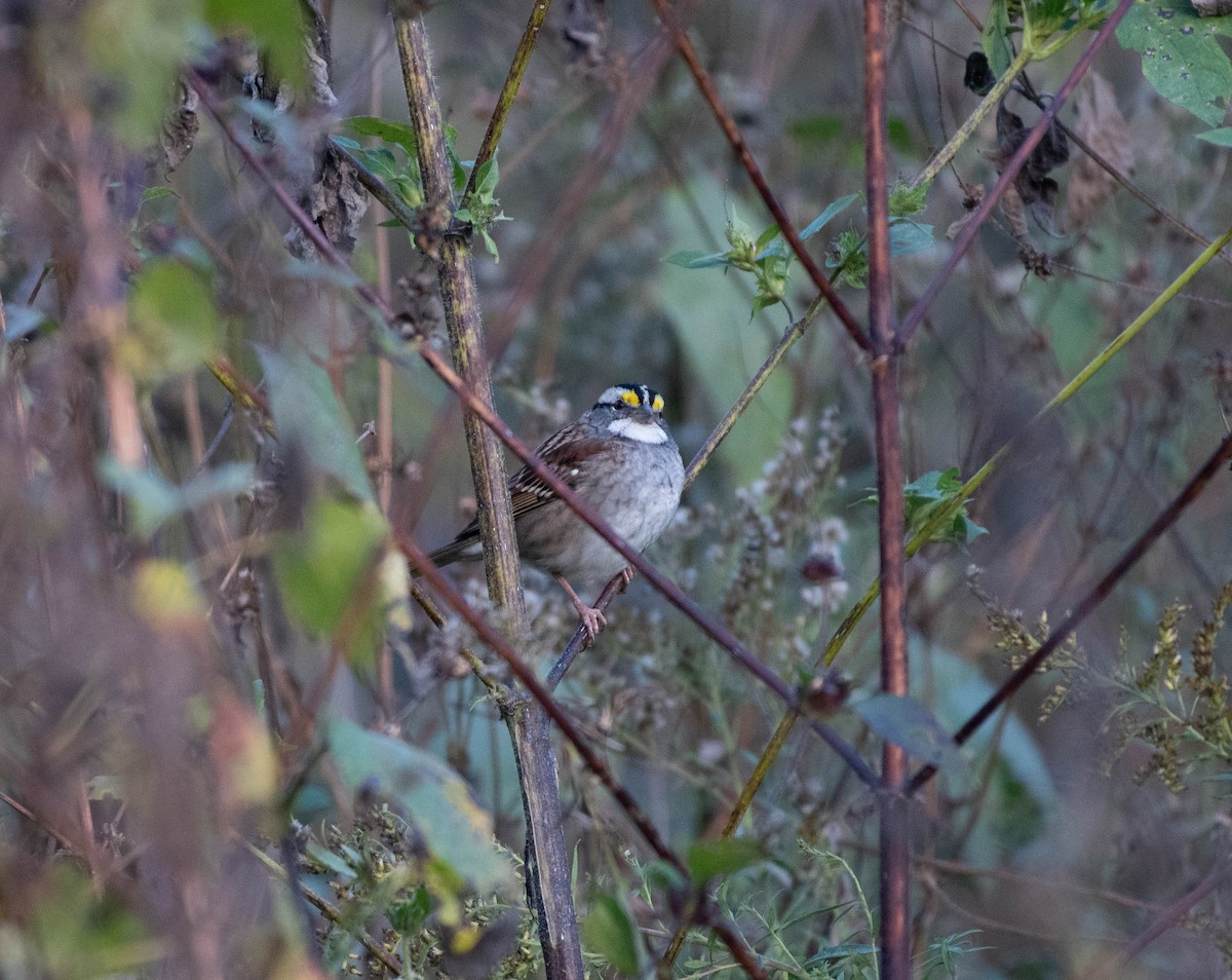 White-throated Sparrow - ML644759150