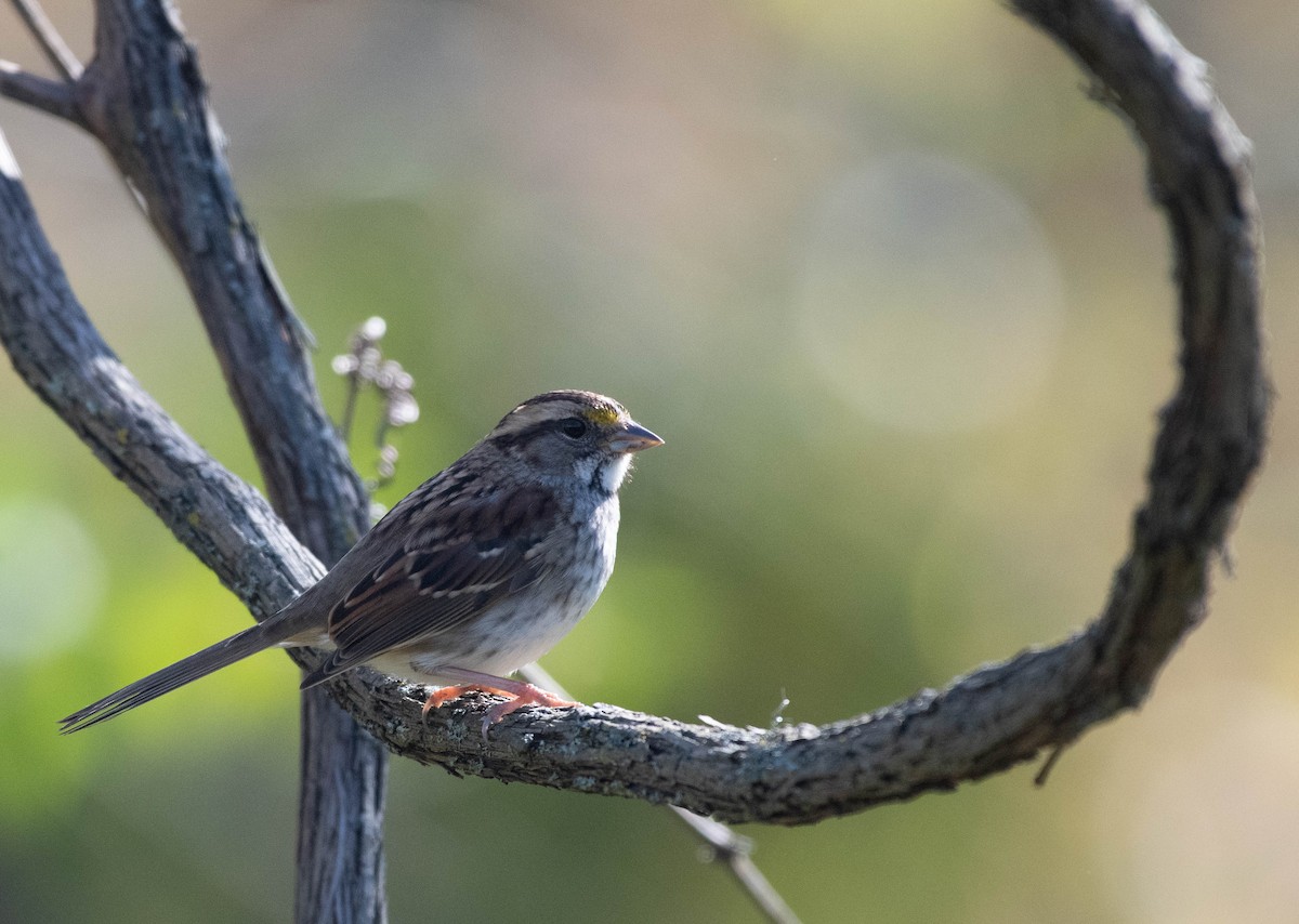 White-throated Sparrow - ML644759151
