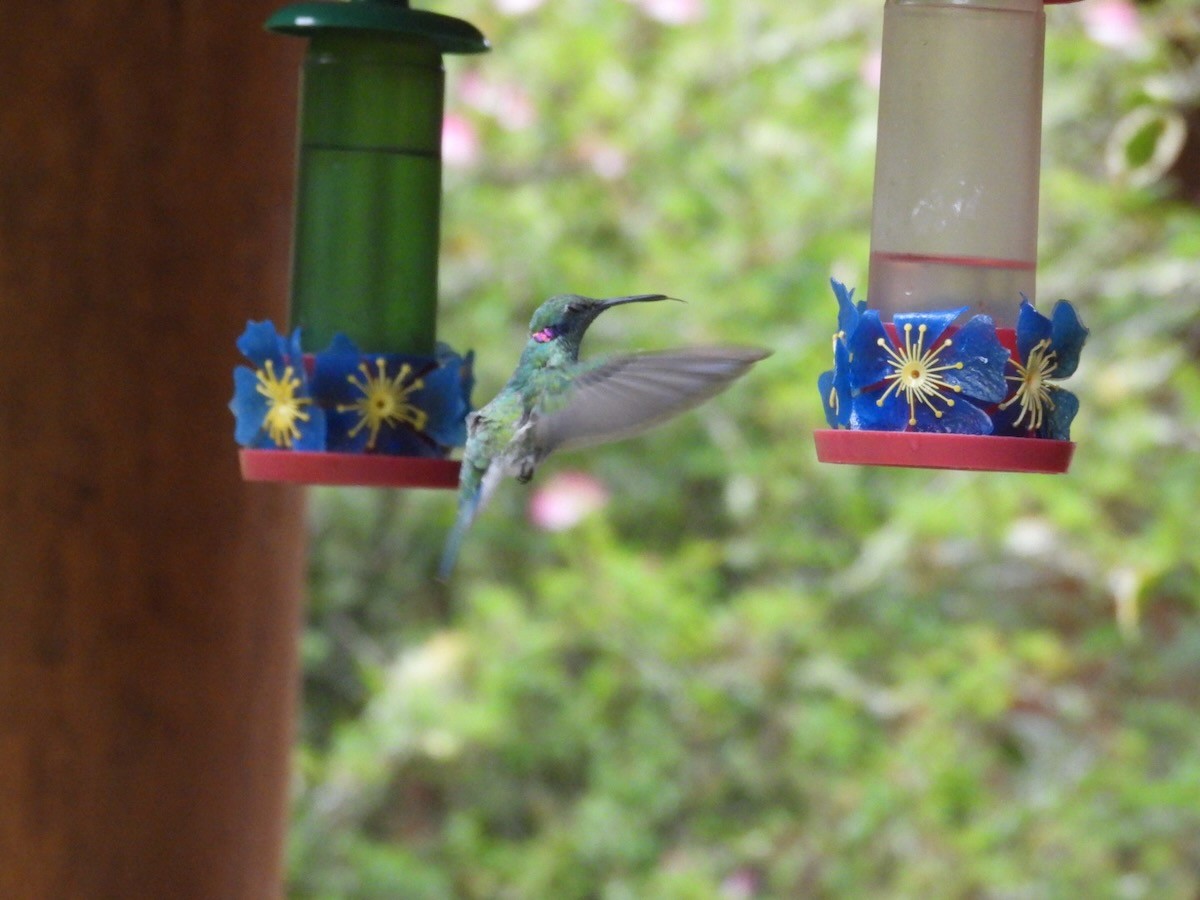 White-vented Violetear - ML644759153