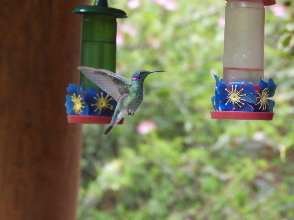 White-vented Violetear - ML644759154