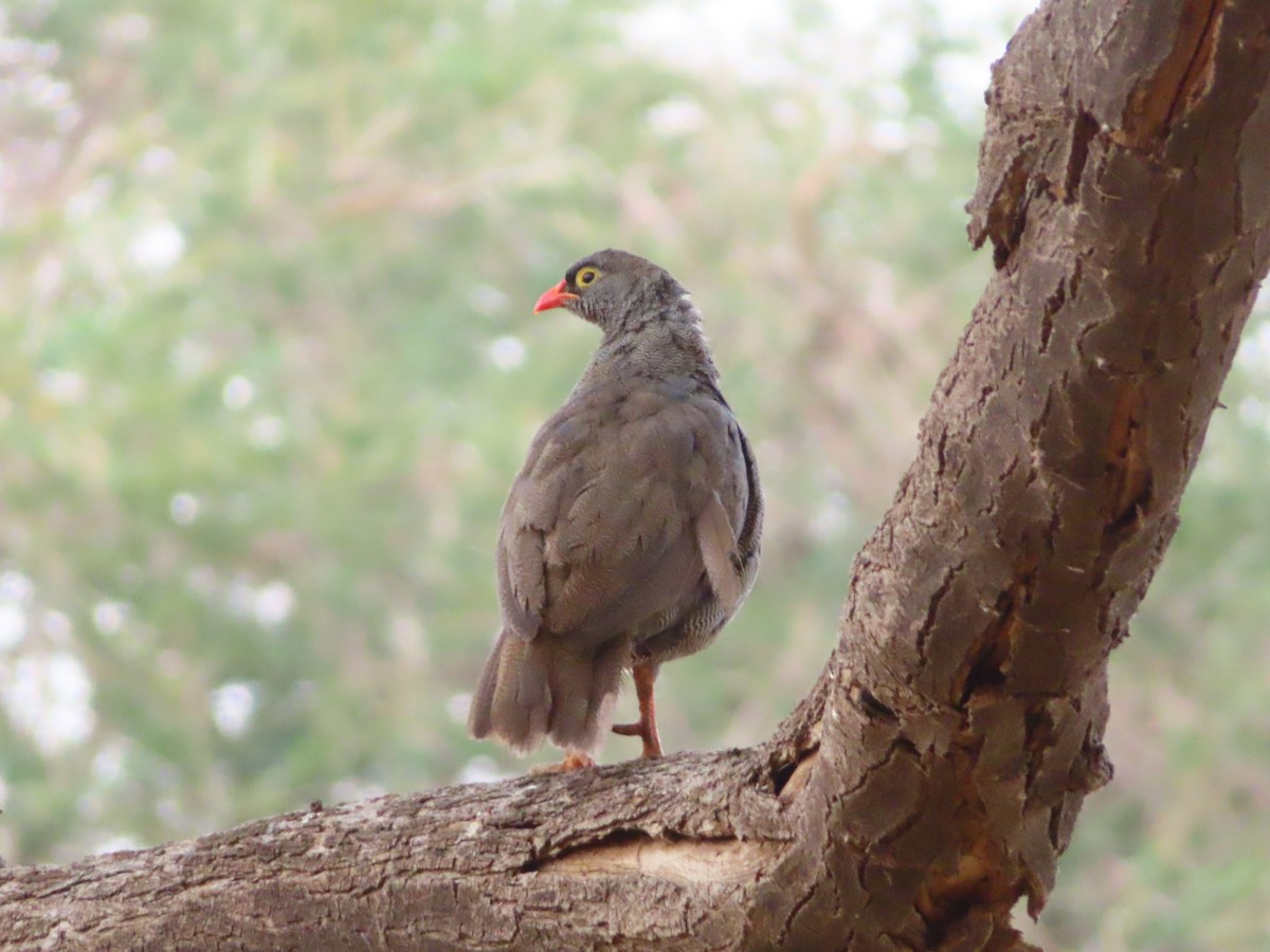 Red-billed Spurfowl - ML644759159