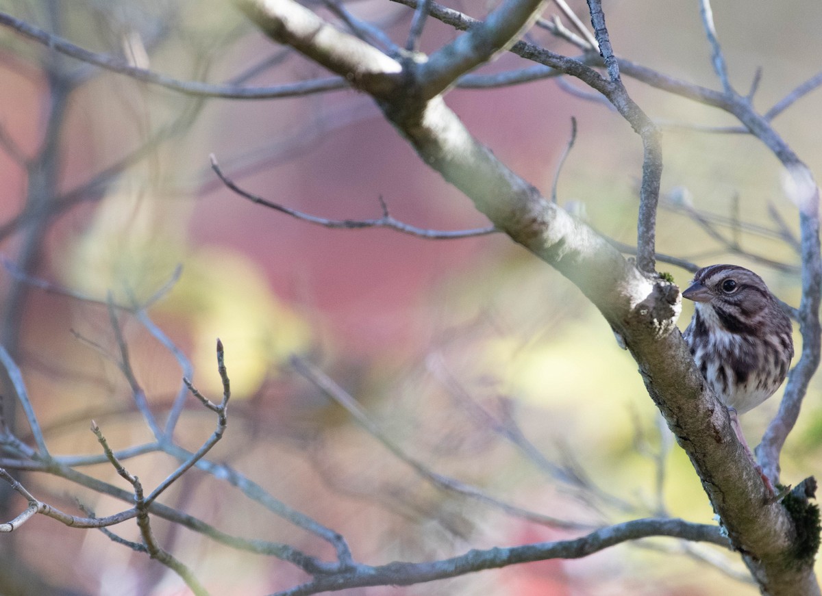 Song Sparrow - ML644759160
