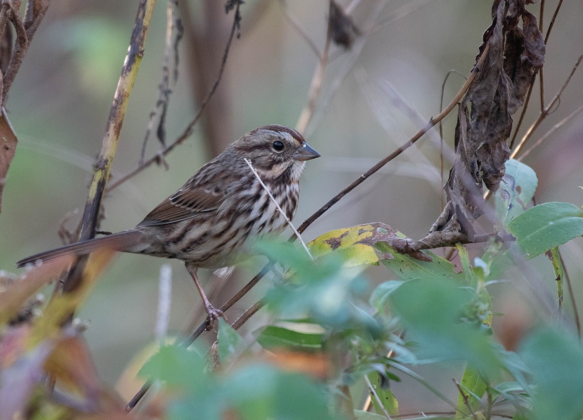 Song Sparrow - ML644759161