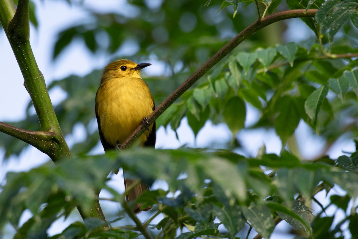 Yellow-browed Bulbul - ML644759162
