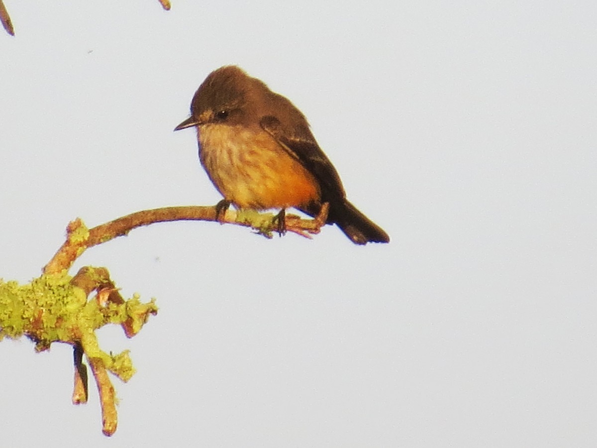 Vermilion Flycatcher - ML644759167