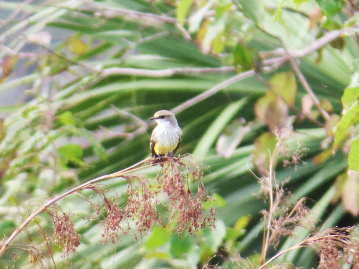 Vermilion Flycatcher - ML644759171
