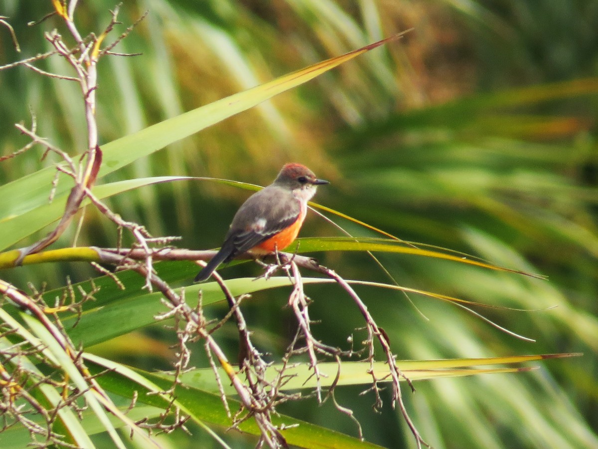 Vermilion Flycatcher - ML644759176