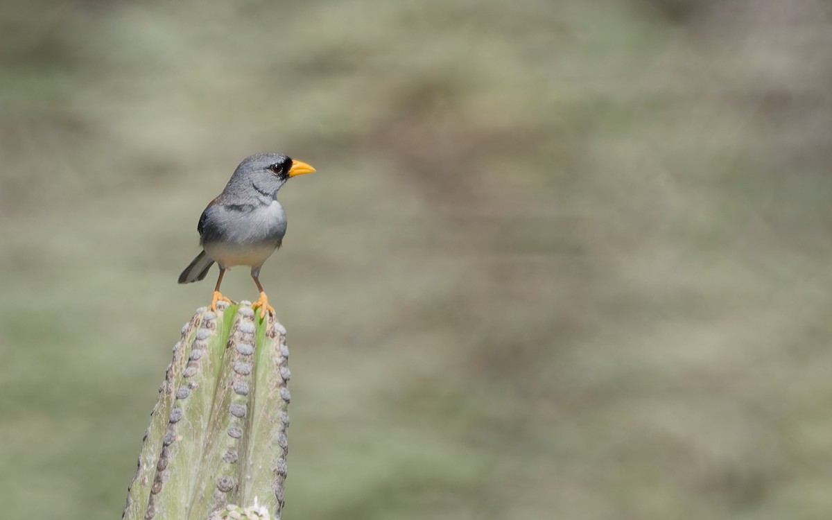 Küçük İnka İspinozu - ML644759177