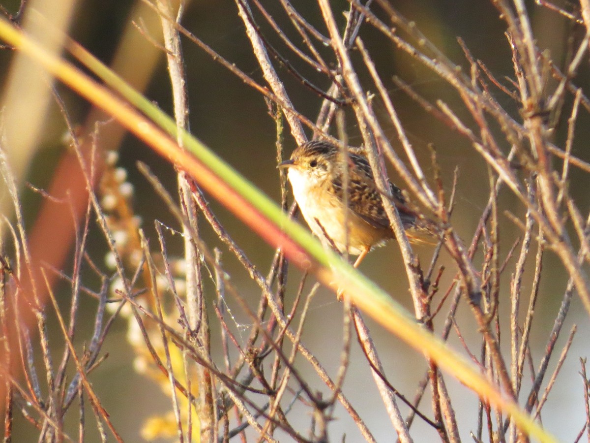 Sedge Wren - ML644759192