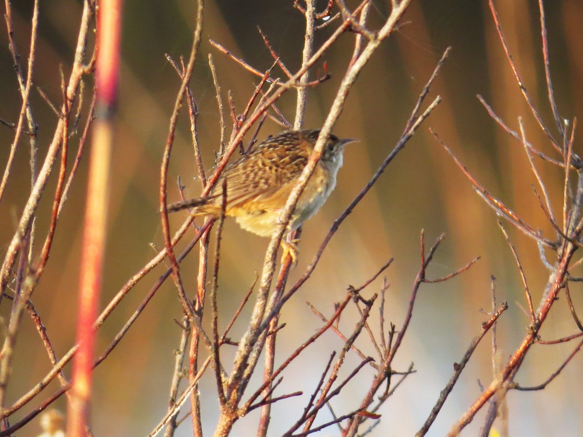 Sedge Wren - ML644759193