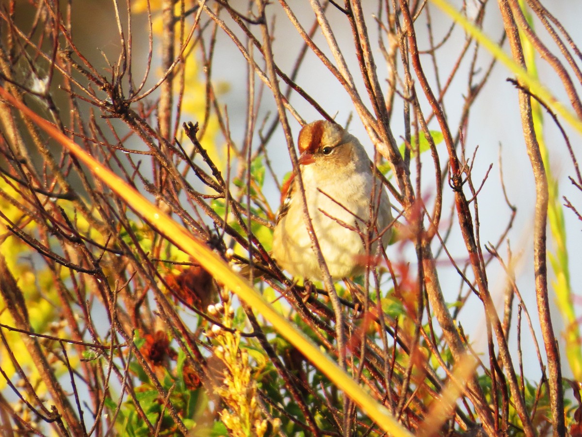 White-crowned Sparrow - ML644759197