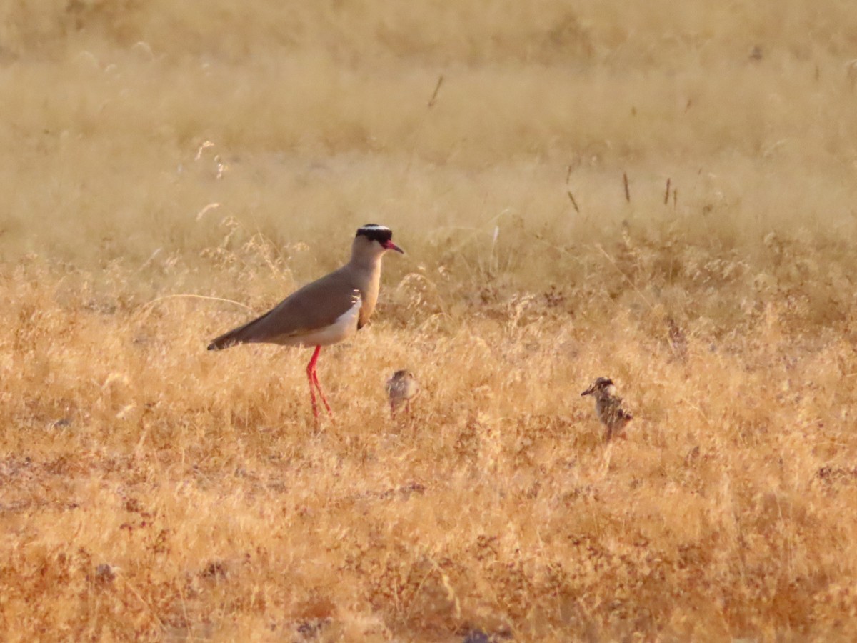 Crowned Lapwing - ML644759205