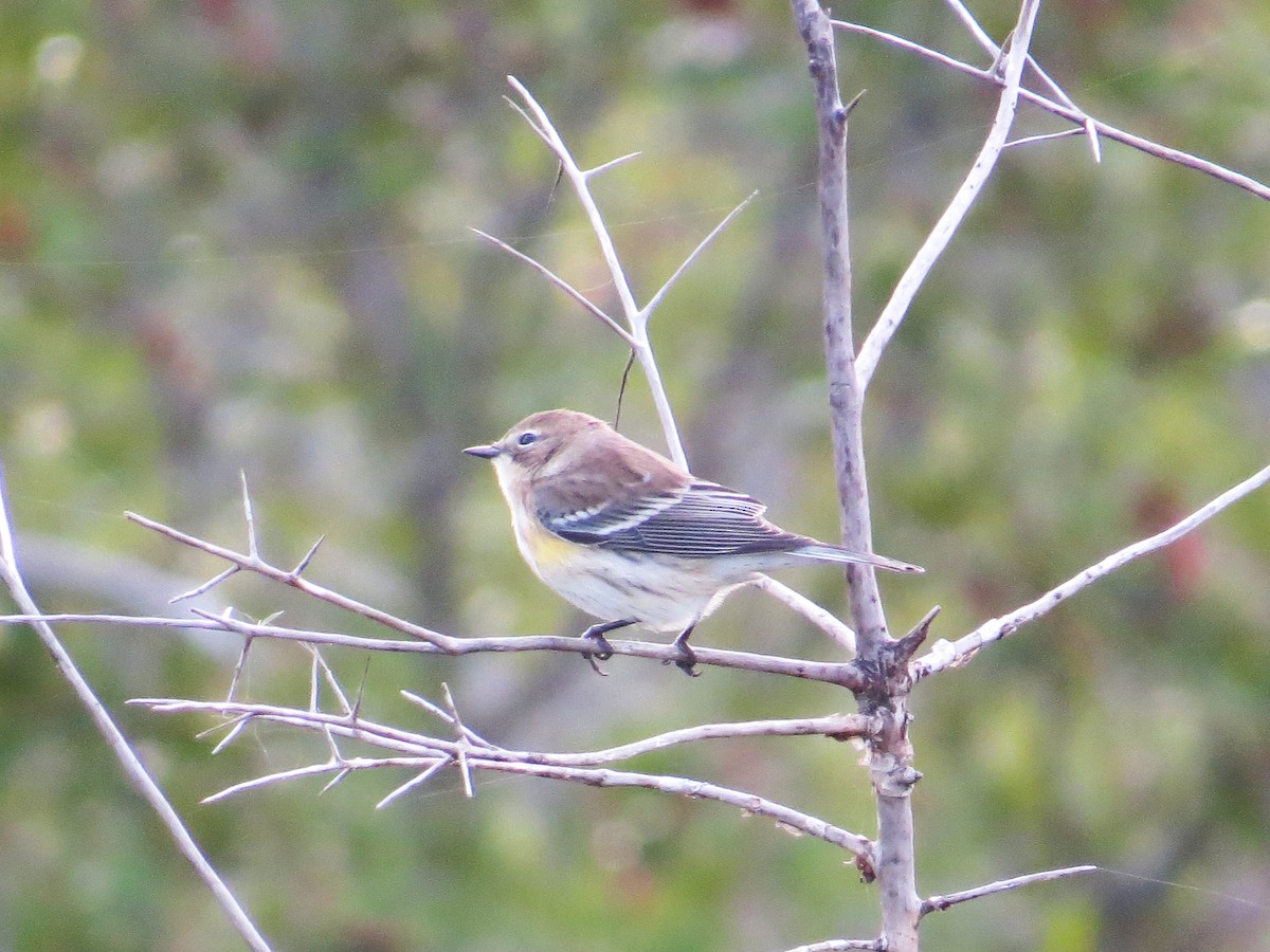 Yellow-rumped Warbler - ML644759225