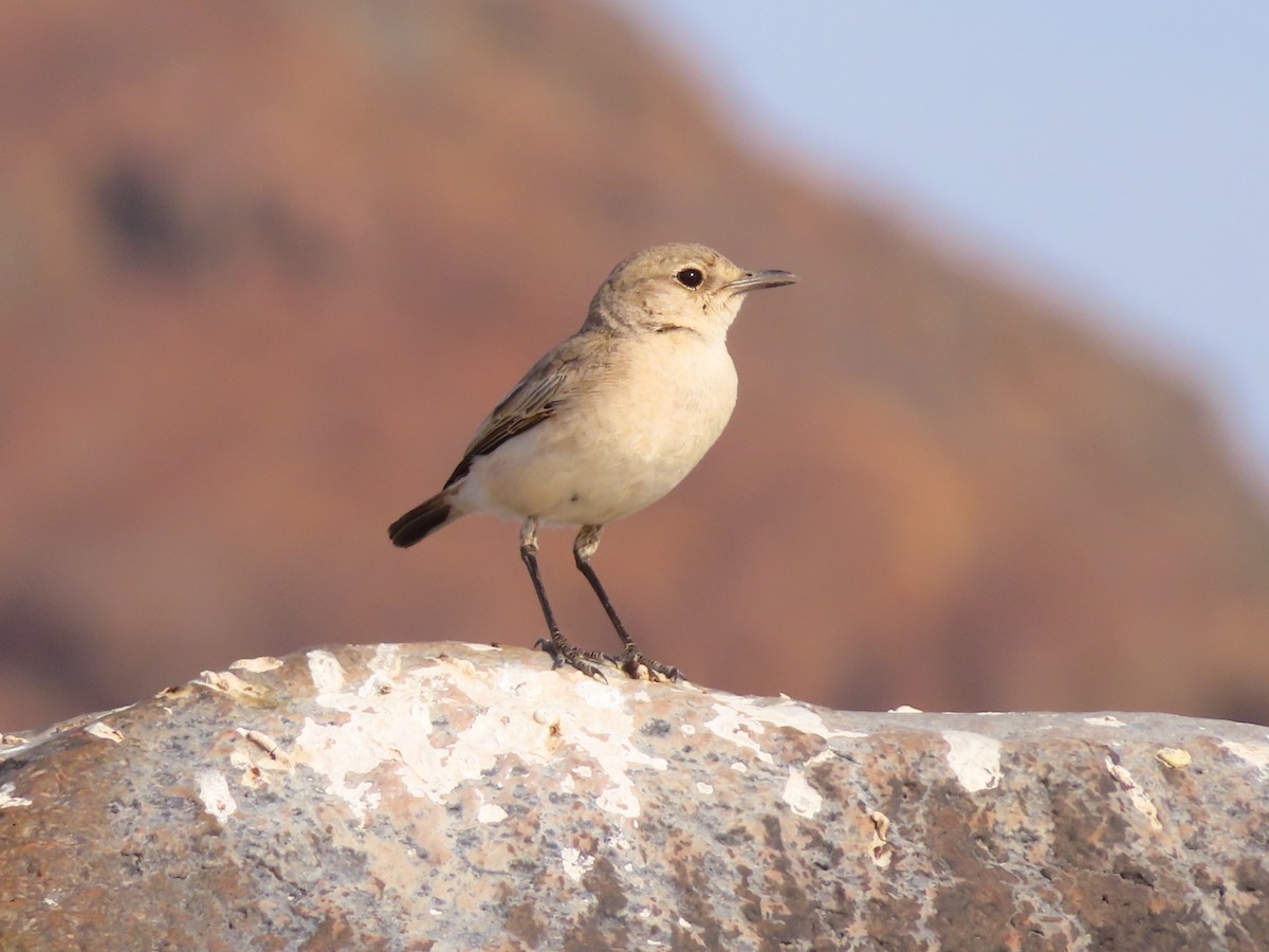 Tractrac Chat - ML644759243