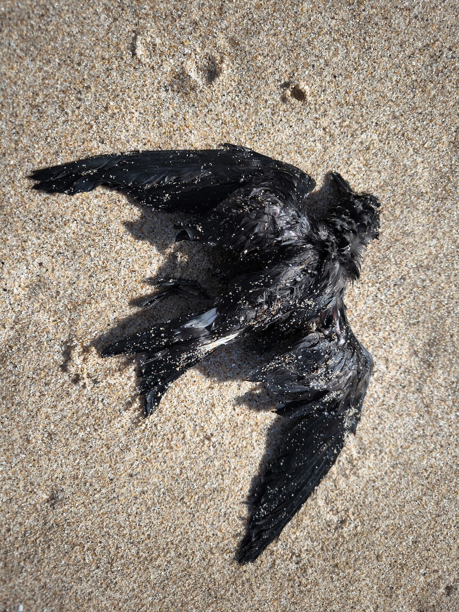 European Storm-Petrel - ML644759245