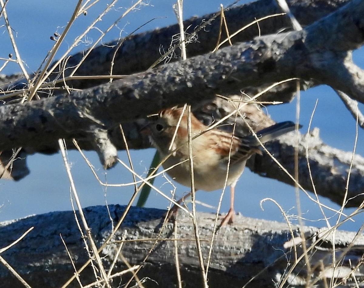 Field Sparrow - ML644759250