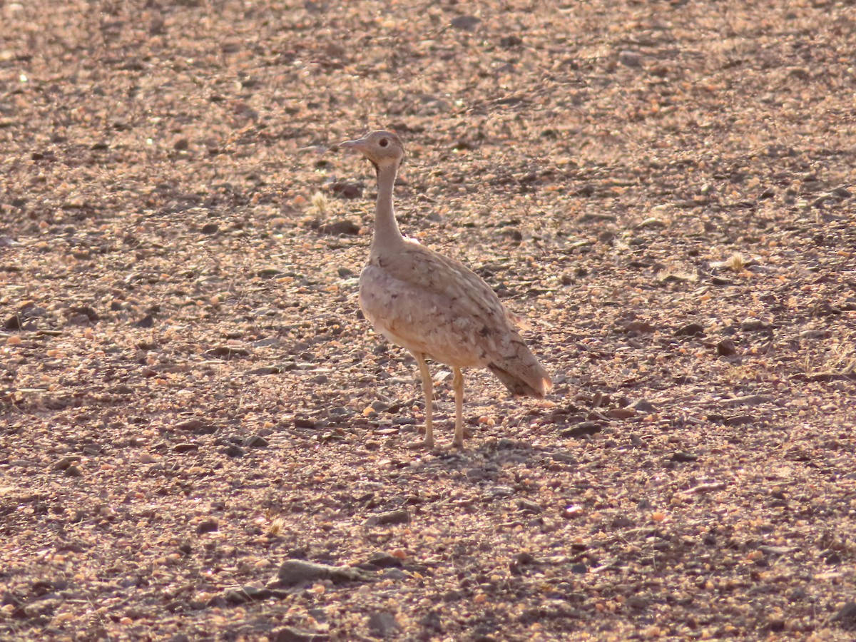 Намибийский корхан - ML644759251