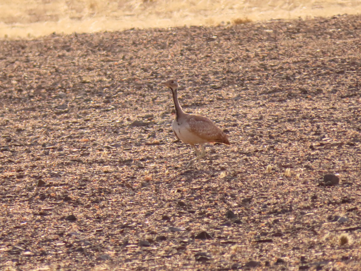 Намибийский корхан - ML644759252