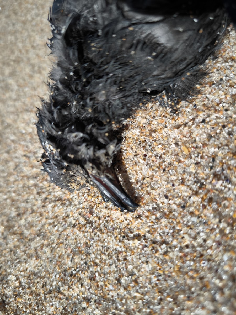 European Storm-Petrel - ML644759258