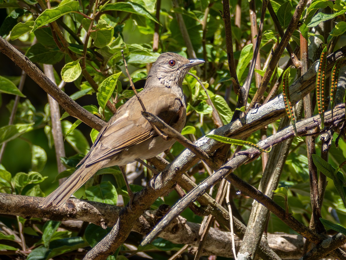 Pale-breasted Thrush - ML644759261