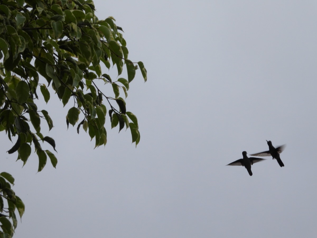 Black Jacobin - ML644759267