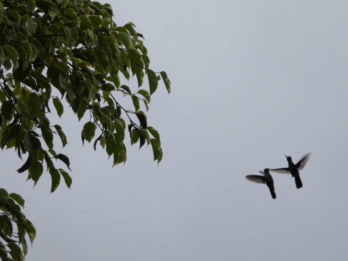 クロハチドリ - ML644759268