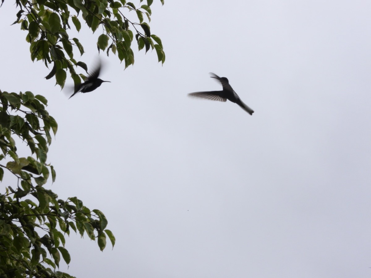 クロハチドリ - ML644759269