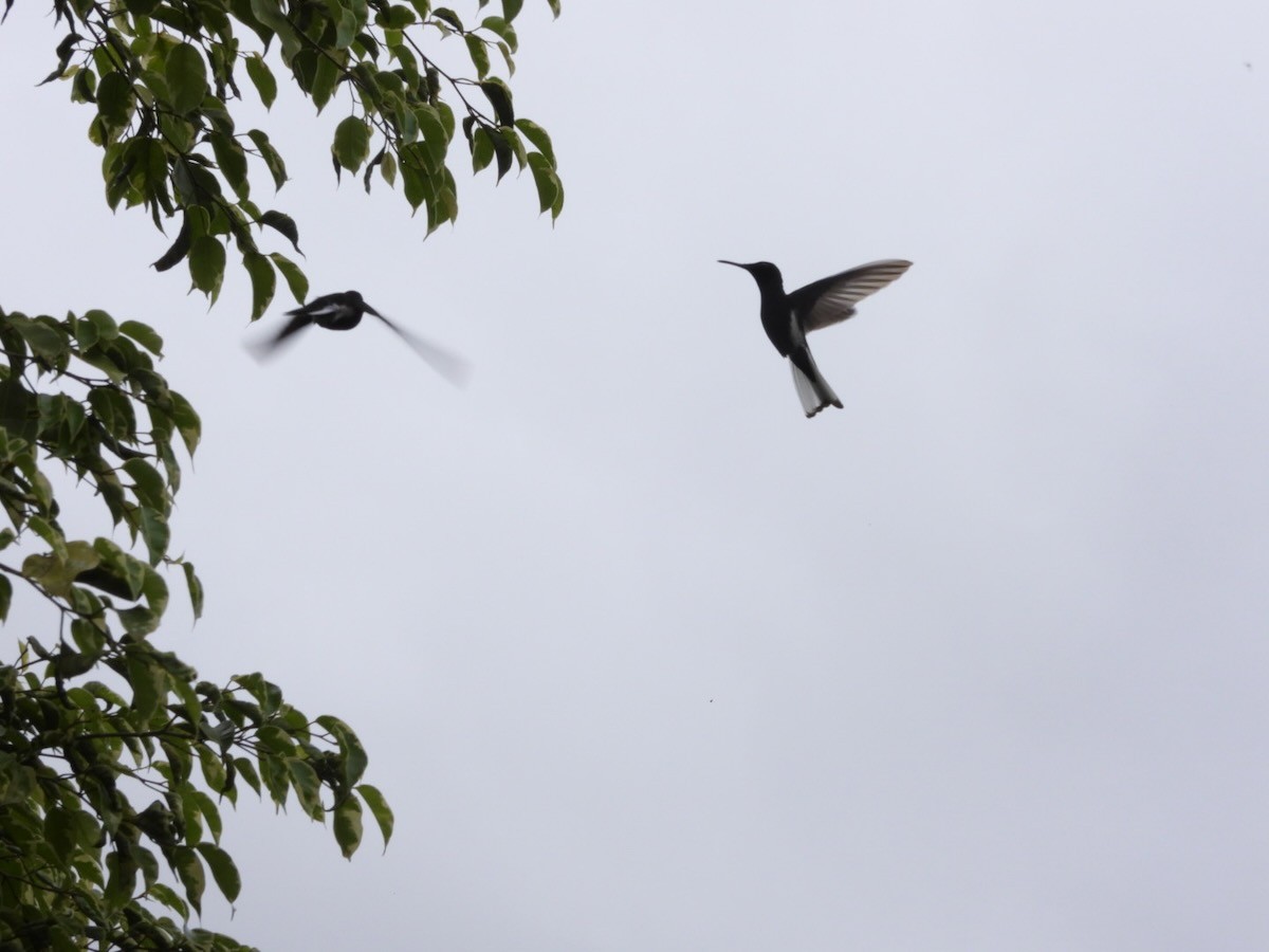 クロハチドリ - ML644759270