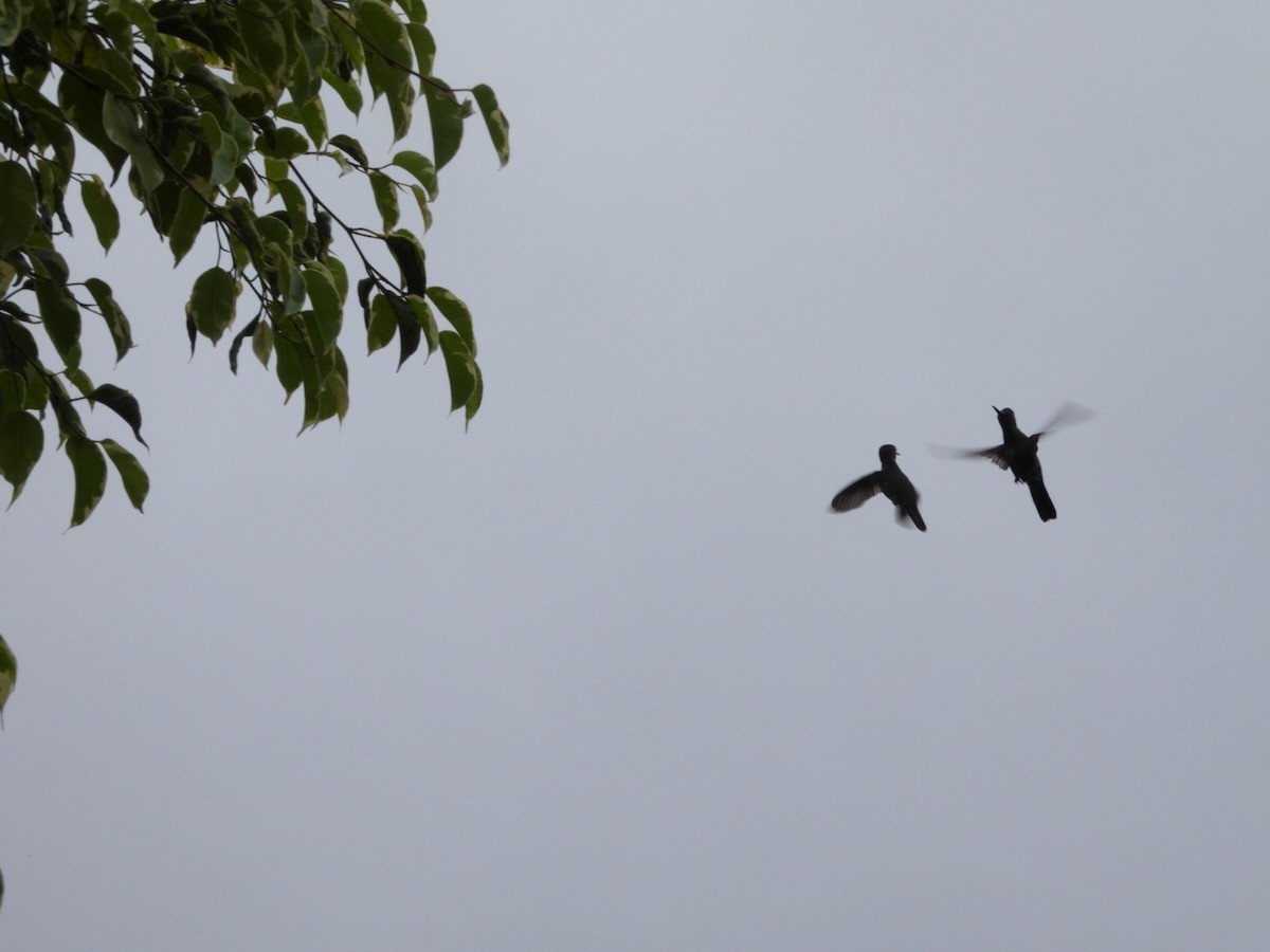 クロハチドリ - ML644759271