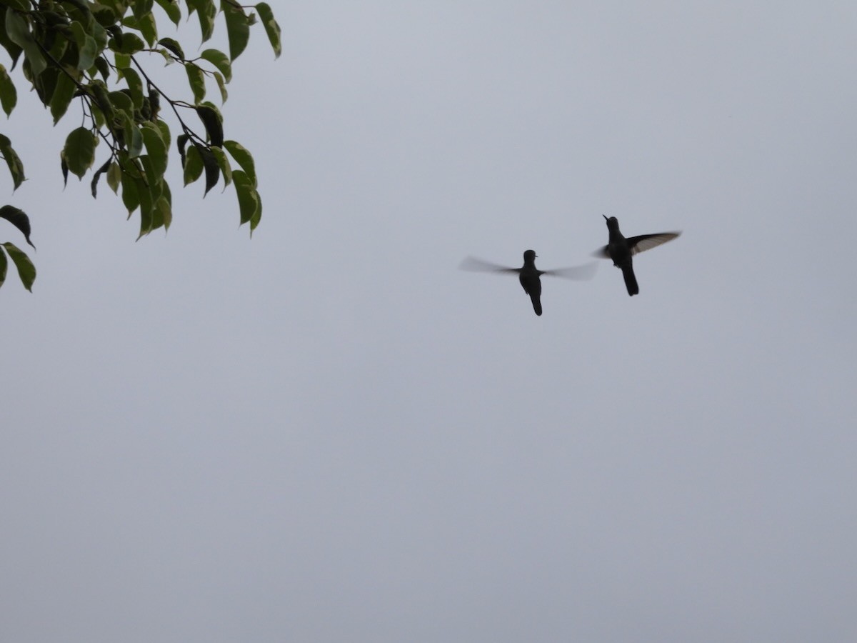 クロハチドリ - ML644759272