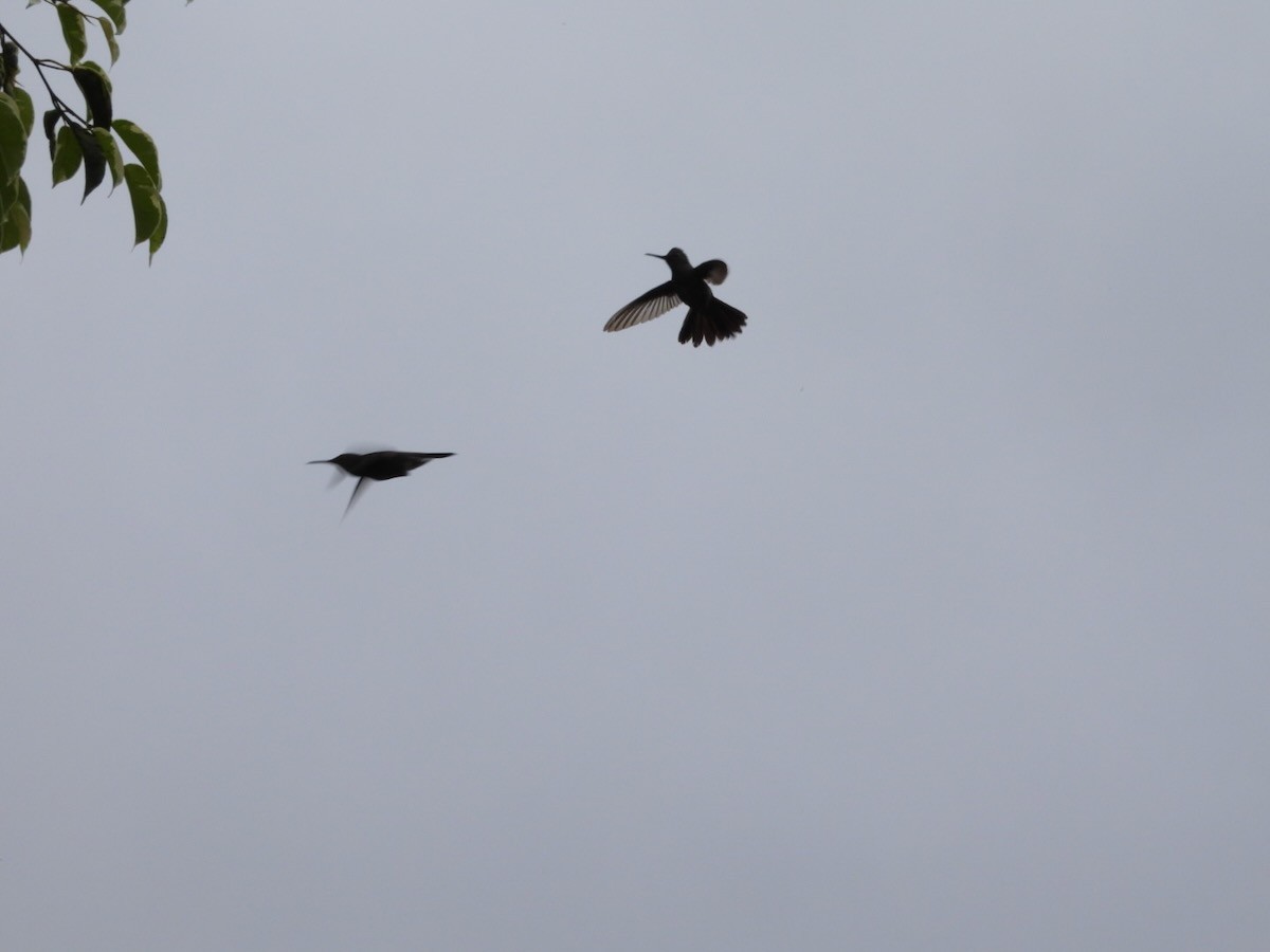 クロハチドリ - ML644759273