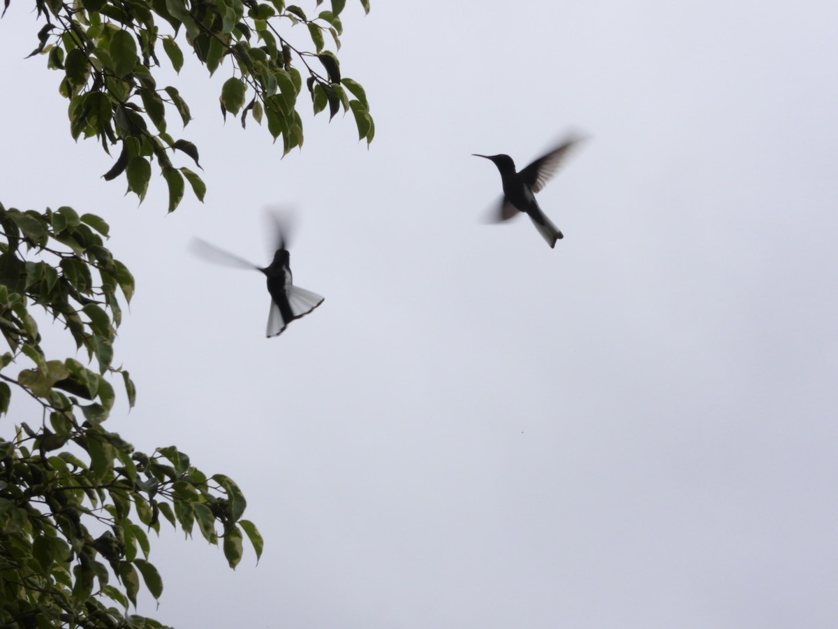 Black Jacobin - ML644759274